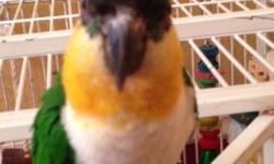 Fun, active Caique named Toby for sale. Very playful bird. We are not able to spend enough time wiith him so need to find good home as soon as possible.