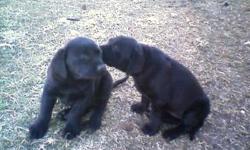 Black Lab Puppies-$300. Have shots and wormers,both parents on site. 10 weeks old, Ready Now. Call DJ 318-222-7575