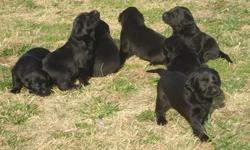 Just In Time For Christmas!! Black lab puppies, awesome pedigree, HRC titled bloodlines and hunters. Good family dogs. Guaranteed to be birdie. Call for pedigree. Will be 6 weeks old on Dec. 18, can hold until Christmas. Shots, wormed and dewclaws