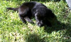 Adorable ten week old Black lab pups pur bred. all male ready for adoption. No papers parents are on premises.