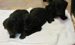 full blooded black labs, parents on site, 6 weeks old, 3 males left!