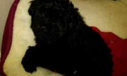 Black Male Full Bred Toy Poodle
4 months old with first set of shots and paperwork.
Hypoallergenic, gets along with children and other animals, friendly.
Very good dog, not able to take care of him because I am a college student
Serious Offers only.