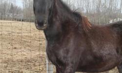YEARLING BLACK MORGAN STUD COLT. BORN JANUARY OF 2010. HANDLED FREQUENTLY. STARTED ON ROUNDPENNING AND GROUND DRIVING. UTD ON EVERYTHING. TIES, BATHES. GOOD WITH FARRIER AND VET. TRAILERS, WALKED IN TRAFFIC. DAD WAS SLIM AND HIGH STEPPER IN CART. MOM WAS