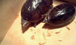 Make your child happy by giving them the gift of two turtles plus all the necessary accessories. Such as: 2 black mud turtles (1 male and 1 female), a 30 gallon tank, cleaning supplies, filtration system, a net, rocks, pebbles for the bottom of the tank,