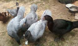2 black hen muscovy ducks.6 months old.$10 each,firm.