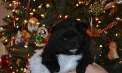 Ace is a black with some&nbsp;white male pomeranian puppy, He is raised in the home with the family and will come to you pre-spoiled and ready for you to spoil. He will have a vet check and will be up to date on vaccines, We are a small breeder that