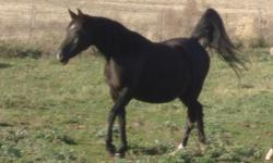 FADL TAALI (Fadl Attrak-Shun x Zahara Shadow) beautiful black Arabian mare has had 4 foals, 2 purebred and 2 pintos (over 16.1hh) when bred to our saddlebred. She's a GREAT mom, easy to settle and will let anyone watch her foal. She is green broke to ride