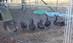 We have some 9 month old Black Swans for sale. All are Dna'ed.&nbsp;3 &nbsp;Females and 1&nbsp;Male. Very healthy and gentle.&nbsp; Call for pricing.