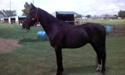 Black 12 yr old Tennessee Walking 15.1 1000 lbs he is sound, has good feet and is an easy keeper, loads, ties , baths, has extensive Clinton Anderson type ground training, rides well in the arena, needs more time on the trail to be a good trail horse.