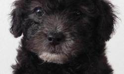 -Call: 432-563-1880
-Purebred toy poodle puppies
-Born January 6th
-Males
-Both black (little white on chest)
-Deworming medicine
-No shots yet
-Very active and playful!
-Puppies need new homes asap!