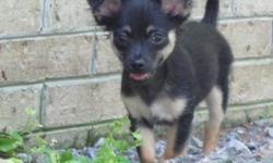 I have available a 3 month old long hair tri colored male chihuahua. He has had 3 rounds of shots and deworming. His mother weighs 4.5 and father is 3.5 lbs, so I expect him to stay small. He is very loving and playful. He was a little skittish around my