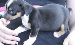 Blackie is a male tri color CKC registered mini rat terrier. He has had all shots and wormings and is ready to go.