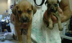 Full Blooded black mouth cur puppy. One male pup left- 9 weeks old. Shots & de-wormed ready for new home. The solid brown/red dog in second photo in the center.
