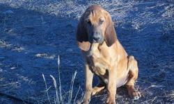 We have Red AKC Bloodhound Pups. 1 female/2 males. Both parents have AKC Championship bloodlines and Tracking/Hunting bloodlines. We are located in Lake Tahoe, NV area. Pedigreebloodhound.com or NVBloodhounds@yahoo.com. 561-848-2513