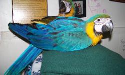We have the most beautiful, sweetest and intelligent of parrots available for sale. I really believe it is from them being hand-fed, handled and loved on in a close environment with myself.&nbsp; They have had nearly 24-7 contact with me from hatch and