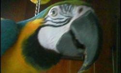 Blue and Gold Macaw, hand raised, one family
9 years old, talks, have paperwork
includes: cage, stand, toys
Would like 600, but price is negotiable.
It is more important he goes to a really good home.
Will Not ship. This would be too stressful on him.