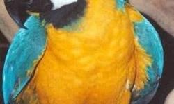 Beautiful Macaws Bonded pair $1,200, Proven pair $1,600