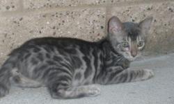 A gorgeous Blue Bengal male tica registered ready to go.
Call for more information,
Carrie
--
