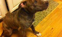 Male blue brindle pitbull. 6 months old. Has papers. Very sweet and playful.