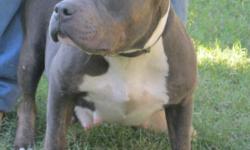 BLUE BULLY PITBULL PUPPIES FOR SALE. ABKC REG. PLEASE FEEL FREE TO CALL (803)5089250