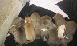 BLUE BRINDLE BULLY PUPPIES (ABKC REG.) NOW TAKEN DEP.PLEASE FEEL FREE TO CONTACT US AT (www.PitsVillsKennels.webs.com)