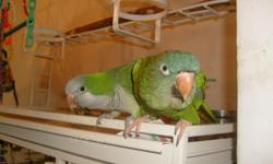Blue Crown Conure is nine, Quaker is four, both are very good pets, have to move and cannot afford to keep them. Would like to keep together, depends on person, taking them. They have nice cage with lots of toys, are used to eating good and playing with