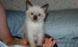 Siamese Kitten, has first shots and health checked by a vet.
Dewormed, defleaed, no FIV or FELV. Very friendly, social, and happy. The parents&nbsp;are
my pets, so they are raised in a friendly home. Liter box trained, you may
have some of their toys,