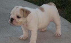 Rare color, up to date on shots, family loved. Born April 24th, 2012. One male left. Mostly all white with blue fawn spots. Great deal! Call (713) 868-9500 www.betosbulldogs.com
&nbsp;