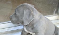 male blue fawn pitbull 13wks. old has had 1st shot, blocked head great hips and stance. serious? call 7138689500 mark