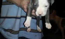 I have great Blue Gotti pit puppies 6 weeks old they would make a great christmas present for a little one they are great with kids
