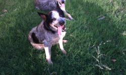 I have a one year old blue heeler (no papers) male that I would like to find a home for. He is a good dog but is a little to active for me. He is good with kids. He would do good in a fenched in yard. He is the one in back.