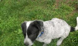 We have 1 male puppy left. He is half Blue Heeler, half Border Collie. Born April 4, 2011. Very intelligent dog. Walks well on a leash, plays nicely, learning basic commands. Would like to find him his forever home very soon. Fur is short like the blue