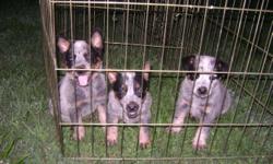 3 male blue heeler puppies, DOB 5-3-10. Tails docked, worming & shots up to date, starter food, health record & schedule. They are socialized, intelligent, loyal ,protective, & easy to train. Parents on premises. Pics via e-mail .
256-498-0309