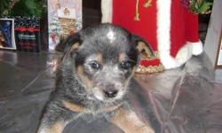 Blue Heeler puppies, 3 males, wormed, shots, starter food, health record, parents on premises. Ready to go.
Pics via e-mail. $150.00