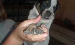 Beautiful Blue Heeler Puppies, great markings, eating well, wormed and first shots, parents on site, working dogs. Wonderful horse back riding buddy.