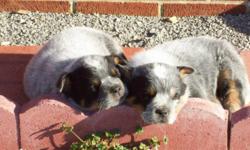 Registered AKC Australian Cattle Dogs, 7 weeks old, ready for a good home, out of good working parents.
