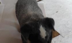 3 adorable blue heeler puppies. 7 weeks old. Both parents good stock dogs and very friendly. Love people.