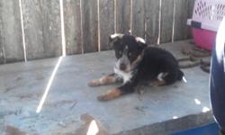 I HAVE 3 PUPPIES TO FIND HOMES FOR. THERE ARE 2 MALES AND ONE FEMALE. THEY ARE 7 WEEKS OLD AND WEANED AND READY TO GO. THE DAD IS A FULL BLOOD NATURAL BOB BLUE HEELER AND THE MOM IS 1/2 BLUE HEELR AND 1/2 BORDER COLLIE. THESE PUPS HAVE BEEN RAISED AROUND