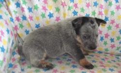 Australian Cattle Dogs-Blue Heelers, APRI registered. Two females and one male available. Raised in our attached garage on our NE Iowa farm. Ready for their new homes on 11/7/2011. Vaccinations and de-worming are up-to-date. Blue Heeler breeder for over