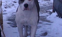 I have a 1 and a half year old blue merlee pitbull stud asking pick of the litter pup.