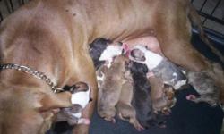 i have red nose and blue nose pit bull puppies born may 29, 2011
the mother is a red nose and the father is a blue nose with brown tiger stripe spots
im askin 125-200 depending on the puppy
for more info contact me at 832 488 0864