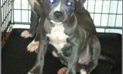 Male blue nose pit 2 months old, asking $750.00&nbsp; email me only if serious about ad.&nbsp;&nbsp;