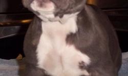 Just in time for Christmas!!! wonderful pure blue nose pit bull puppies for sale! they are 9 weeks old and have had their first set of shots and have been de-wormed. I have 7 males and 3 females left and they wont last long. these pups have gorgeous