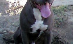 4 Blue nose pit bulls 350. There are 4 females left. Father is a Goti line, and the Mother is a Razor line. They have all had third shots and dewormed. They are 10 weeks old. The father and mother are in the pictures as well.