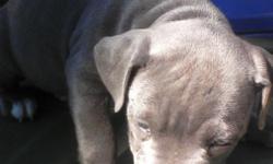 Blue pitbull puppies looking for a loving home. 8Weeks old. Big heads, blue eyes, smart, and great with children. 5 left. I have 3 all blues, 1 fawn and 1 very rare blue brindle. Please contact me for more information. 323 997 0760.