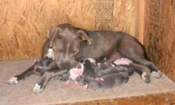 I have a litter of purebreed blue nose pitbull puppies (not for fighting) know taking deposits to reserve until ready 2 go to new home... price is negotiable $300-$400 open to good offers...if interested contact me at (323)595-4922...CARLOS The last pic