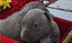 We have 9 purebred pit bull puppies for sale. They are all really cute and adorable. They are short and stocky! They have big heads and great bone structure! They have different colors and personalities! We have 5 females and 4 males available. We are in