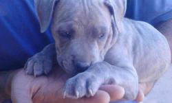 blue, big heads ,wide bodys and sick colors...hazel coloerd eyes with excellent temperment and very healthy.looking for good homes and good owners.they are real remy blood line pits with beautiful features and size.parents on sight.have males and females(