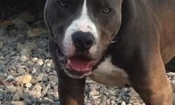 Blue with white stripe between eyes , ears are cropped and he weighs about 70 lbs