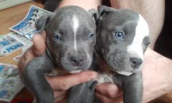Beautiful Blue American Pit Bull Terrier puppies will be ready for sale on September 1, 2011. It will be hard to say no to these beautiful blue eyes! They will have their fisrt set of shots and deworming done. The mother and father are also on the